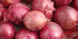 Red Onion 50mm