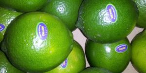 Seedlees Lime