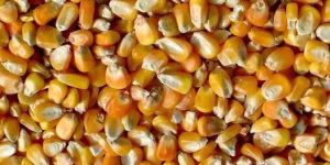 Yellow Maize