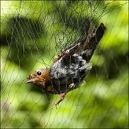 Bird Protection Net
