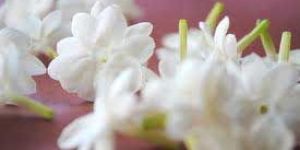 Jasmine Sambac Plant
