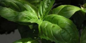 Ocimum Basillicum Oil