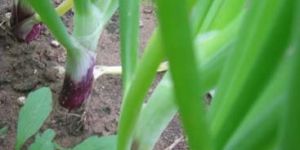 Garden Onions