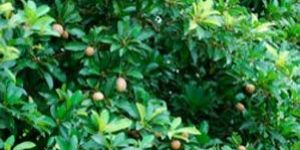 Sapota Plants