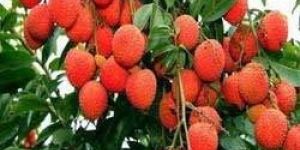 Litchi Plants