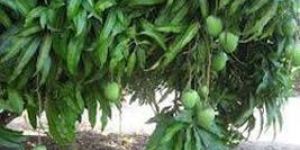 Mango Plants