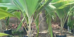 Pritchardia Pacifica