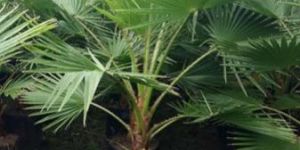Washingtonia Filifera Palm