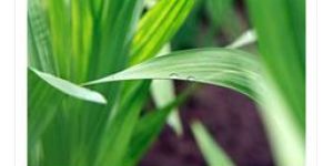 Bio Organic Fertilizer