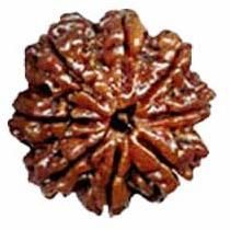 Indonesian Bead (8 Mukhi)