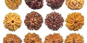 Nepal Beads (Rudraksha All Mukhis 1-12)