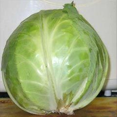 Fresh Cabbage