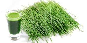 Wheatgrass Juice
