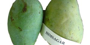 Himsagar Mango