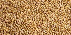 Sharbati Wheat Seeds