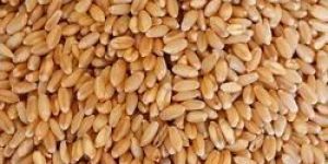 Wheat Seeds