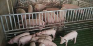Breeding Pigs