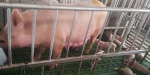 Cross Breed Consultancy Services