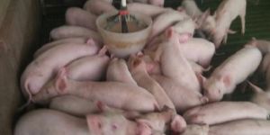 Imported Bore Frozen Pig Semens