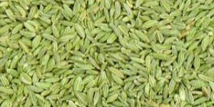 Fennel Seeds