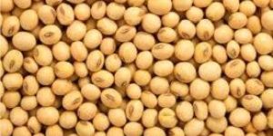 Soybean Seed