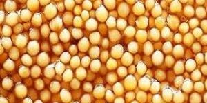 Yellow Mustard Seed