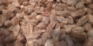 Semi Husked Coconuts