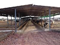 Dairy Farm Sheds