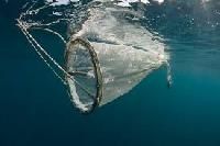 Plankton Net