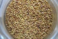 Alfalfa Seeds
