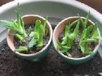 Aloe Vera Seeds