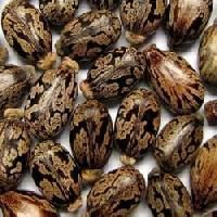 Castor Oil Seeds