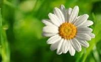 Chamomile Flower