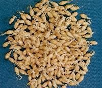 Barley Malt
