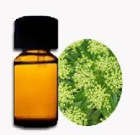 Angelica Root Oil