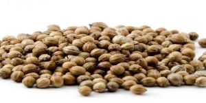 Coriander Seeds