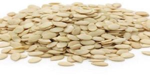 Muskmelon Seeds