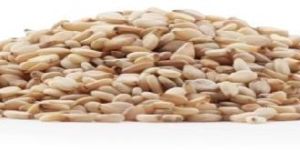 Sesame Seeds