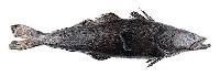 Chillian Sea Bass