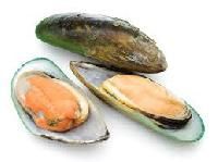 New Zeland Green Shell Mussels