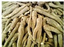 Gloriosa Superba Root