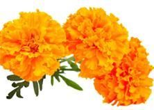 Marigold Flowers