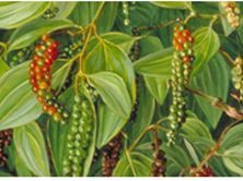 Piper Nigrum Fruit