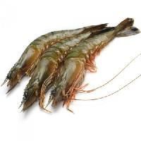 Grouper Fish - Vikru