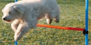 Blue Trixie Dog Activity Agility Hurdle