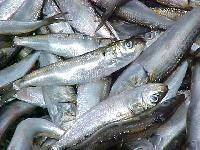 Frozen Sardine