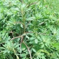 Organic Fenugreek Capsules-500mg