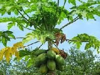 Carica Papaya