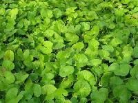Centella Asiatica Extract