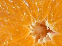 Orange Pulp